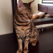 Photo de Bengal