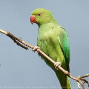 Photo de Perruche  collier