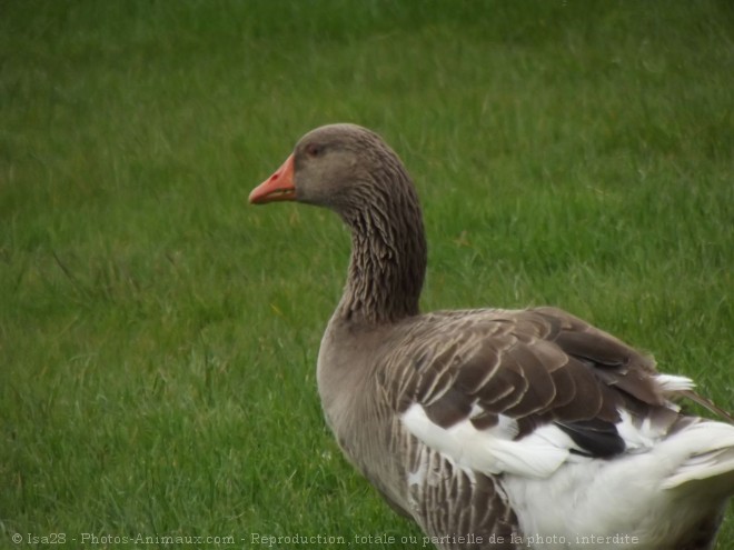 Photo d'Oie cendre