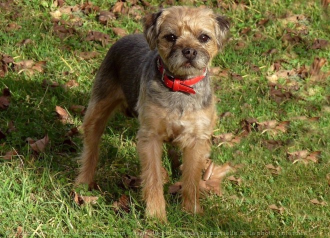 Photo de Border terrier