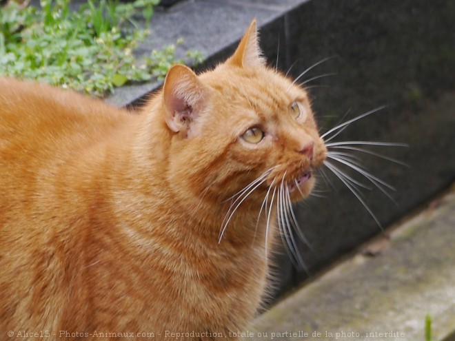 Photo de Chat domestique