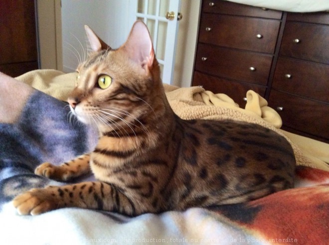 Photo de Bengal