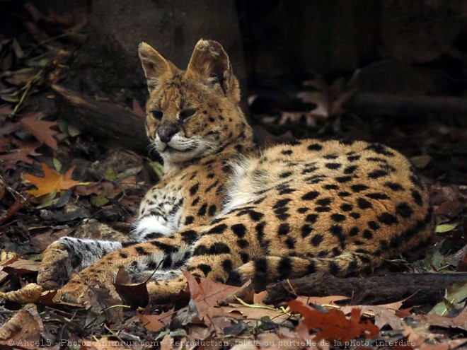 Photo de Serval