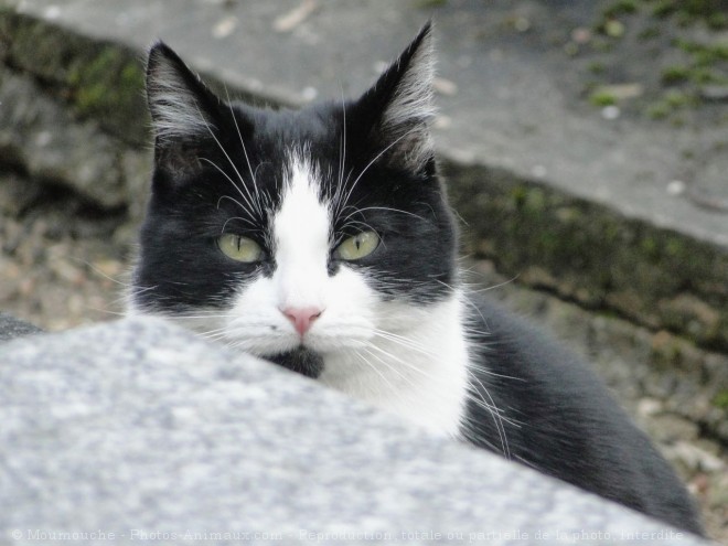 Photo de Chat domestique