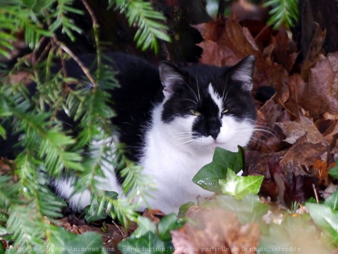 Photo de Chat domestique