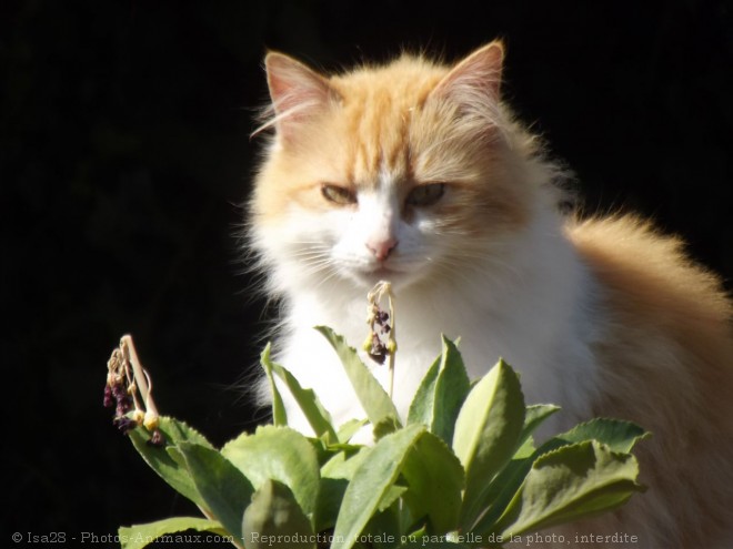 Photo de Chat domestique