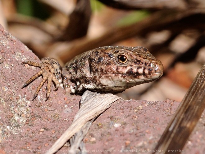 Photo de Lezard