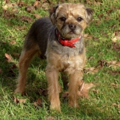 Photo de Border terrier