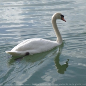 Photo de Cygne