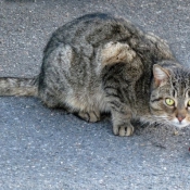 Photo de Chat domestique