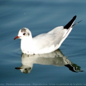 Photo de Mouette