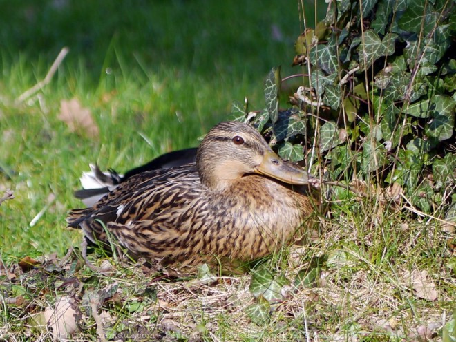 Photo de Canard colvert