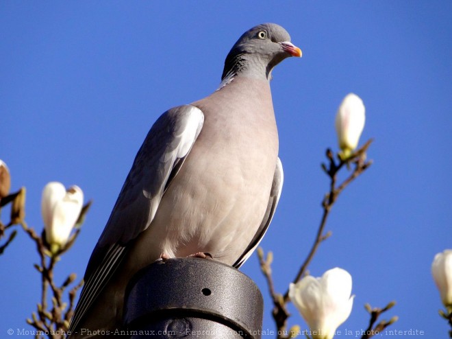 Photo de Pigeon - ramier