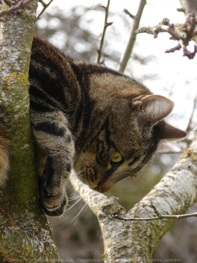 Photo de Chat domestique