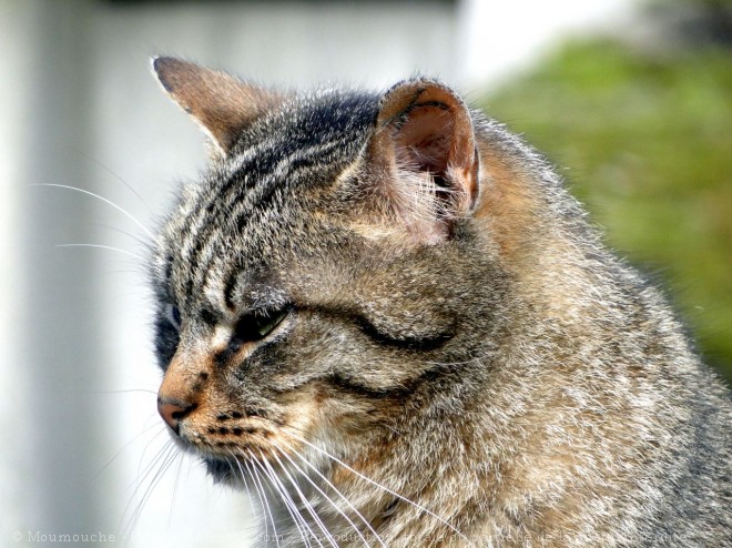 Photo de Chat domestique