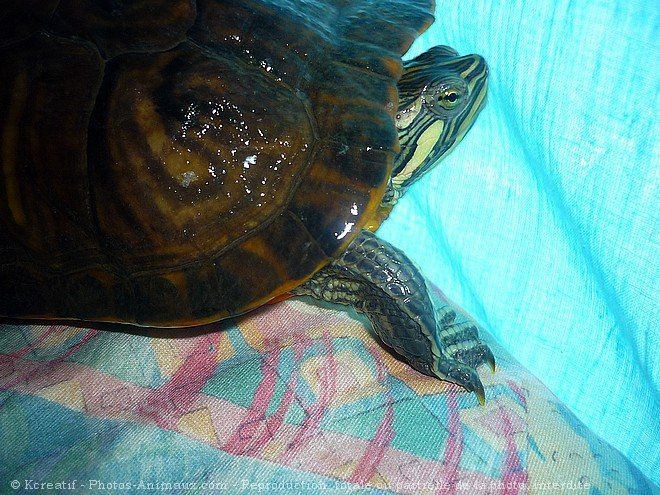 Photo de Tortue