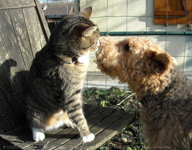 Photo de Races diffrentes