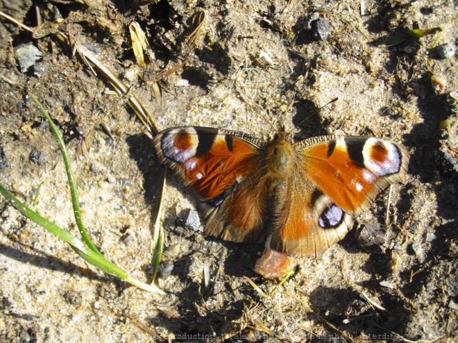 Photo de Papillon - paon du jour