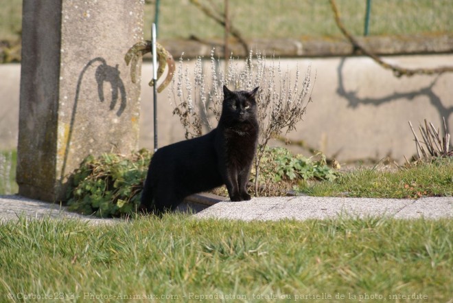 Photo de Chat domestique