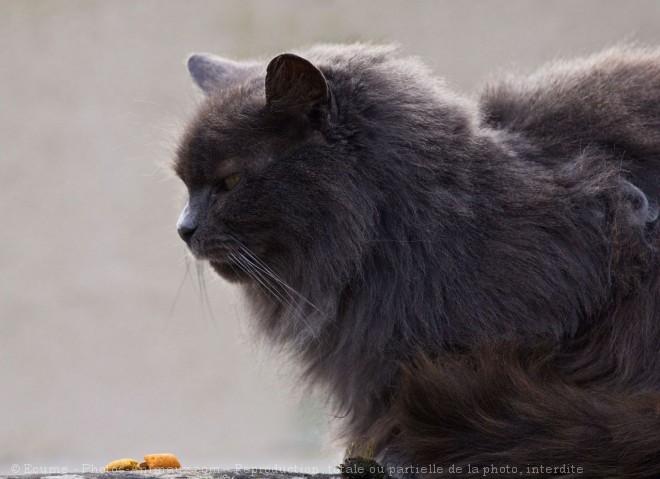 Photo de Chat domestique