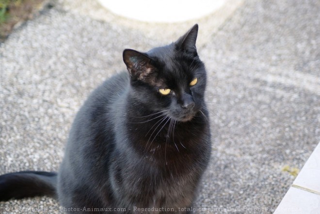 Photo de Chat domestique