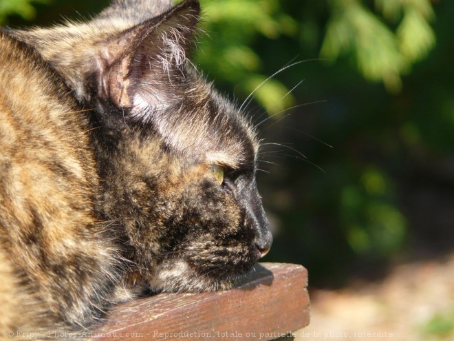 Photo de Chat domestique