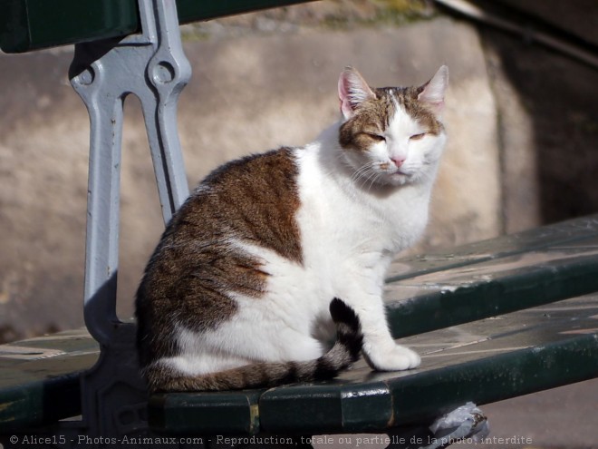 Photo de Chat domestique