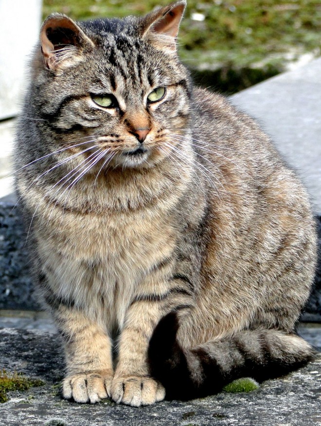 Photo de Chat domestique