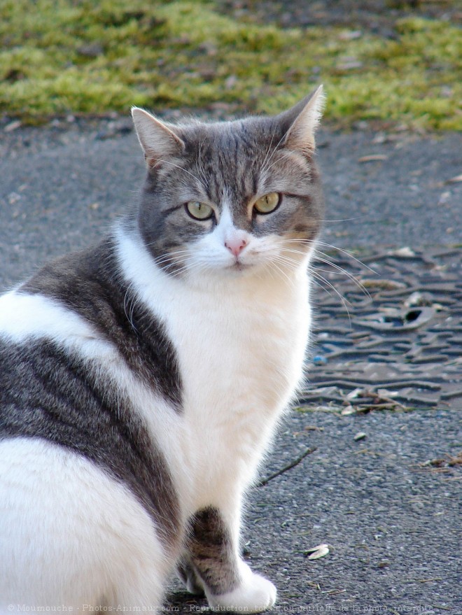 Photo de Chat domestique