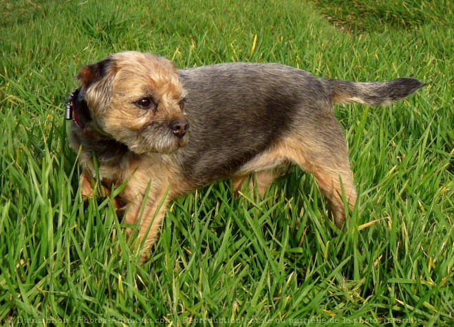 Photo de Border terrier