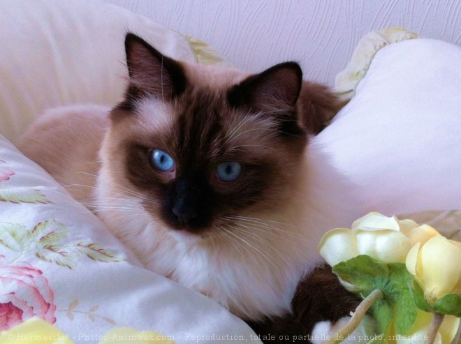 Photo de Ragdoll