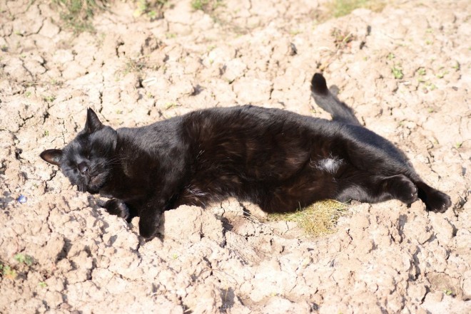 Photo de Chat domestique