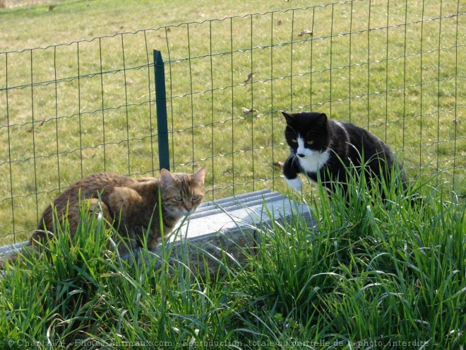 Photo de Chat domestique