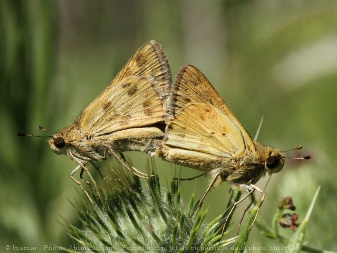 Photo de Papillon