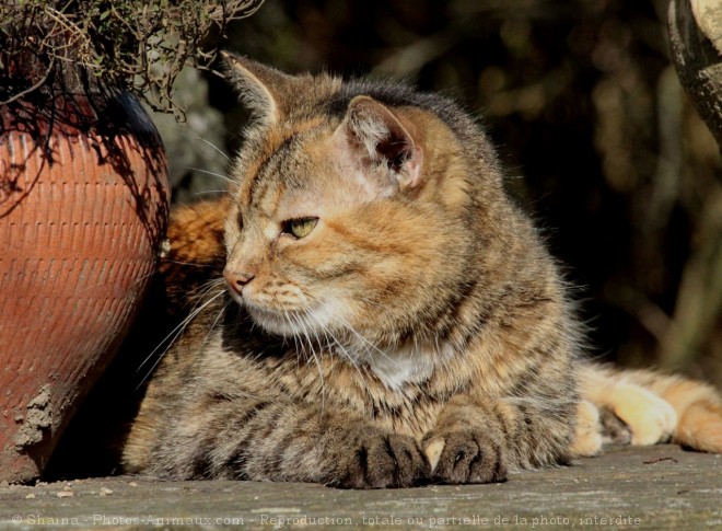 Photo de Chat domestique