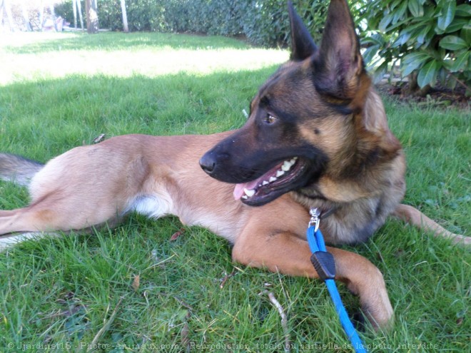 Photo de Berger belge malinois