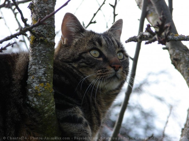 Photo de Chat domestique