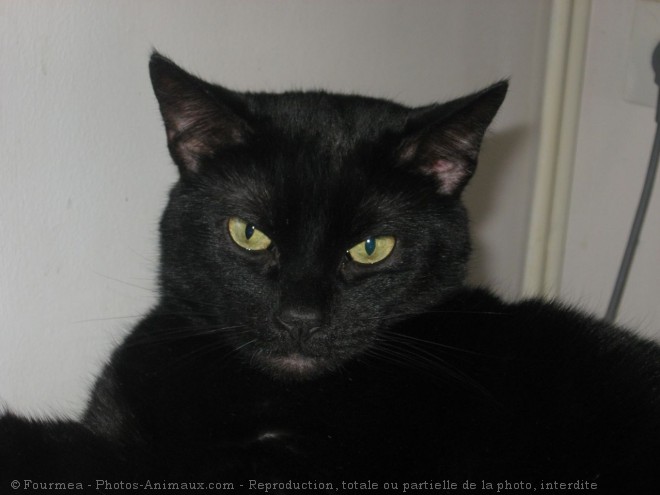 Photo de Chat domestique