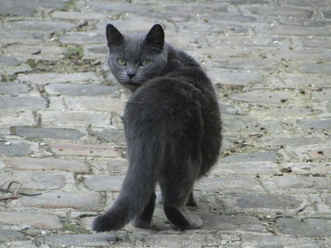 Photo de Chat domestique