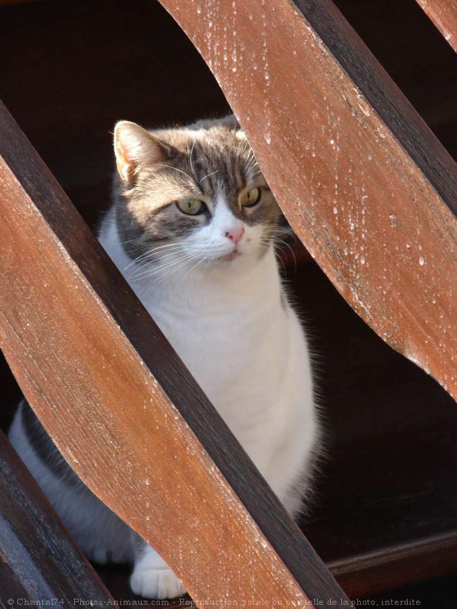 Photo de Chat domestique