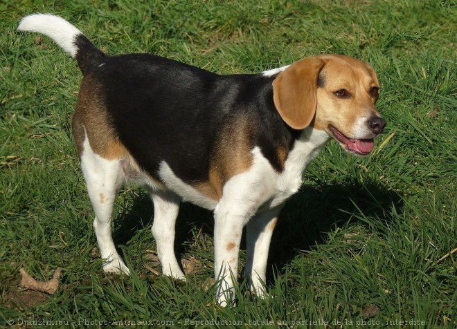 Photo de Beagle