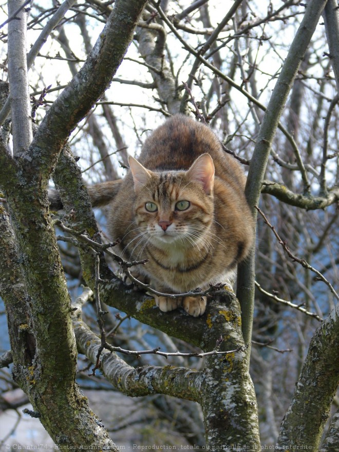 Photo de Chat domestique