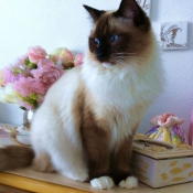 Photo de Ragdoll