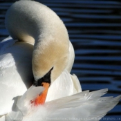 Photo de Cygne