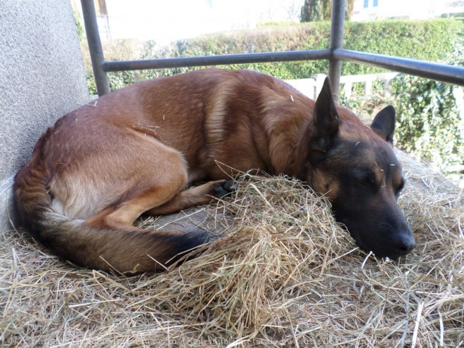 Photo de Berger belge malinois