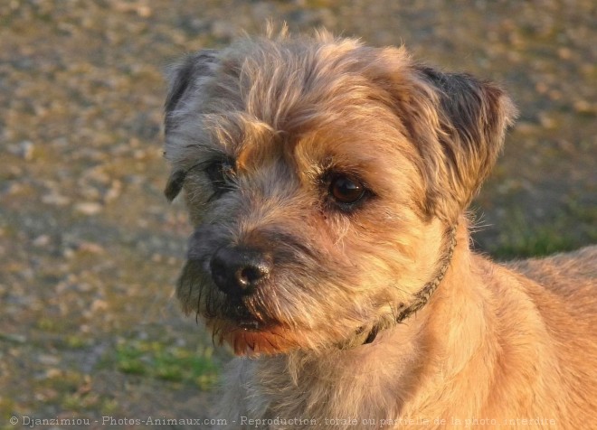 Photo de Border terrier