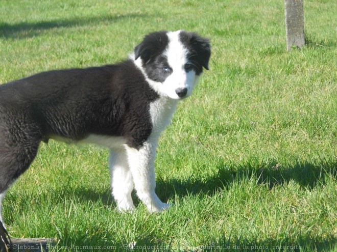 Photo de Border collie