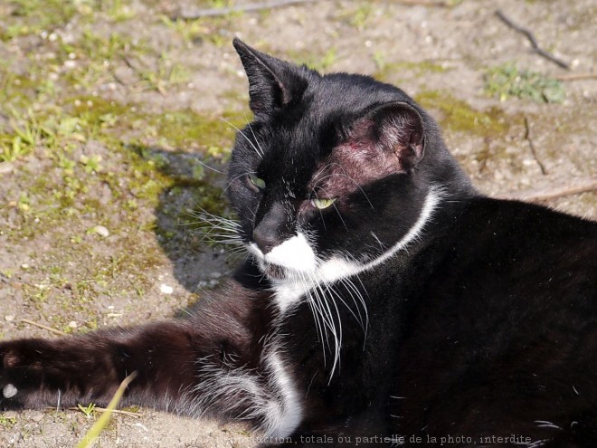 Photo de Chat domestique