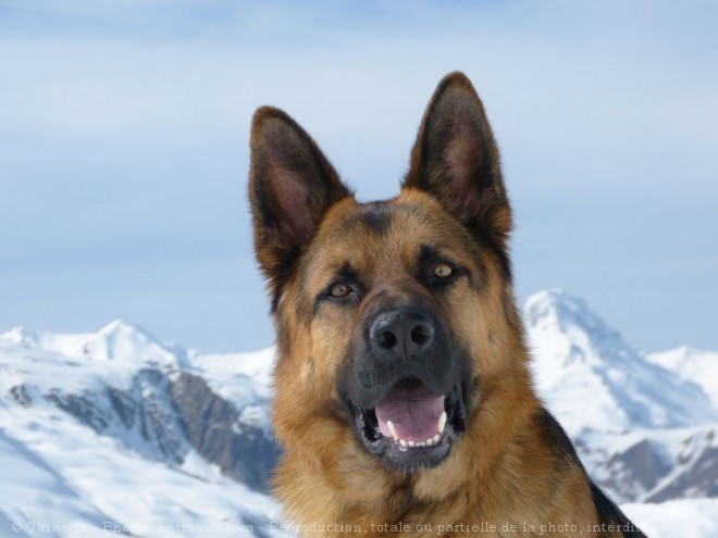 Photo de Berger allemand  poil court