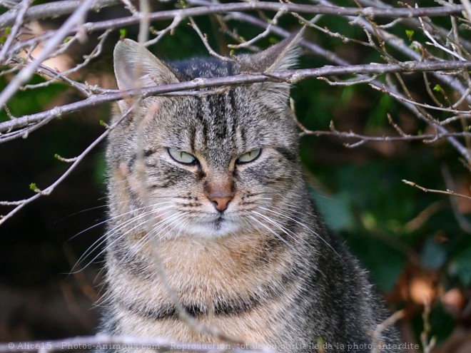 Photo de Chat domestique